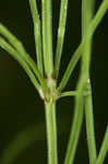 Field horsetail